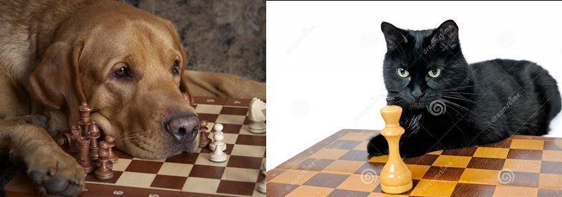 Fotografías de animales vinculándolos con el
ajedrez.