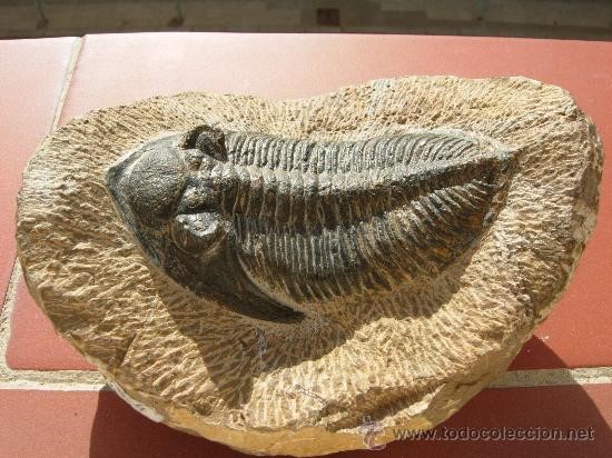 F&oacute;sil Trilobites Odontochile